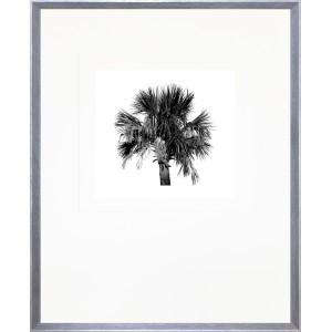 CL- PALMETTO 1